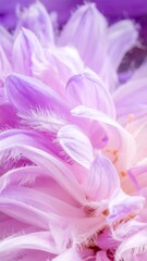 Close-up of vibrant purple and white flower petals, soft focus