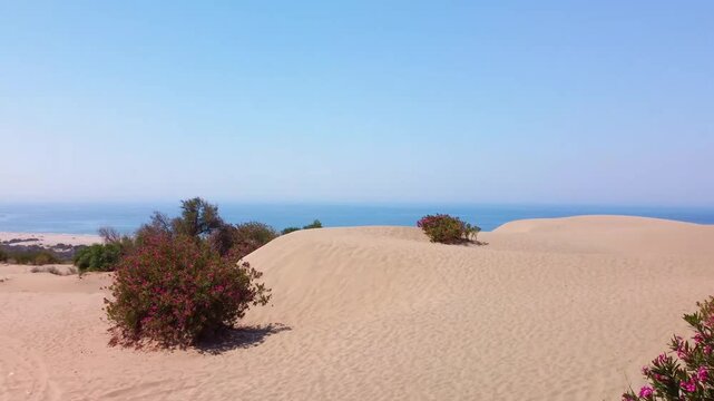 Aerial footage captures the breathtaking beauty of Patara Sand Dunes in Turkey, showcasing the vast expanse of golden sand meeting the serene blue of the Mediterranean Sea. Vibrant pink oleander bushe