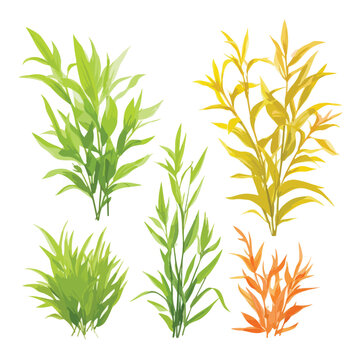 Silhouette illustration of crabgrass weed a common lawn pest isolated on a clean white background isolated on white background