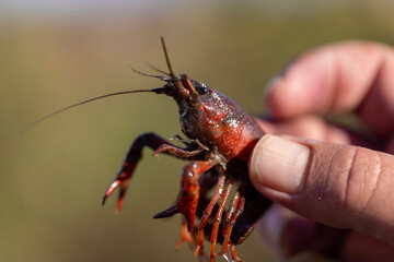 crayfish in hand side