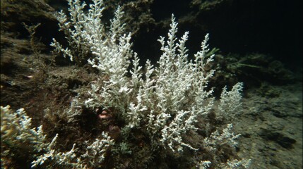 dendritic. White calcareous deposits forming dendritic patterns on a coral reef. ESG reports, sustainability campaigns, designed for sustainability communications and ESG reporting.