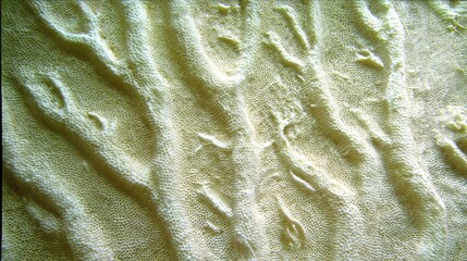 dendritic. White calcareous deposits forming dendritic patterns on a coral reef. ESG reports, sustainability campaigns, designed for sustainability communications and ESG reporting.