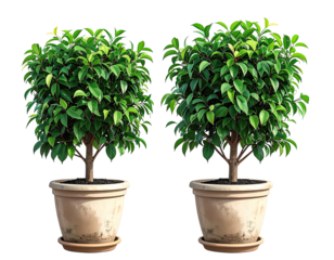 Two potted ficus trees against a black background