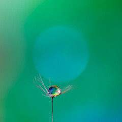 水滴のついたタンポポの綿毛と玉ボケが幻想的で美しい