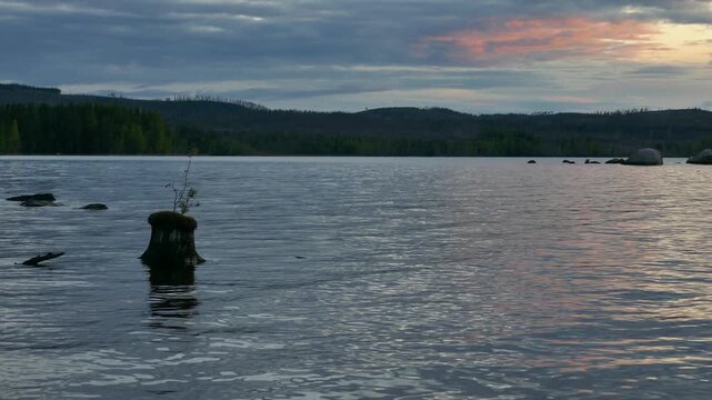 A young sapling grows from a moss-covered stump emerging from a calm lake at twilight, with forested hills in the background, symbolizing resilience and renewal.