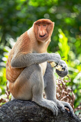 Proboscis monkeys in Borneo