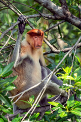 Fototapeta premium Proboscis monkeys in Borneo