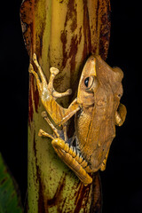 Frogs in Borneo