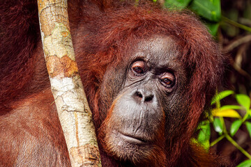 Orangutan in the forest © James