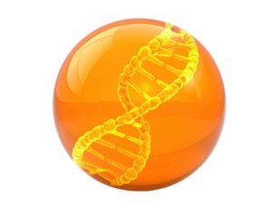 Orange sphere with DNA