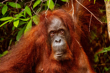 Orangutan in the forest © James