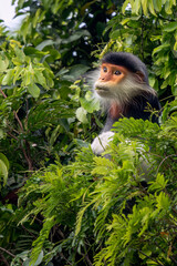 Red-shanked douc in the trees