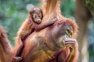 Orangutan in the forest © James