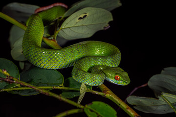 Fototapeta premium Snakes of Vietnam