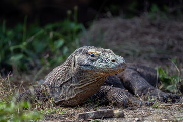 Komodo dragon sunning on the beach