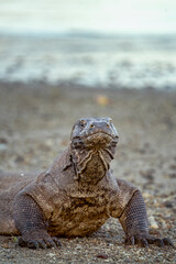 Komodo dragon resting after a meal