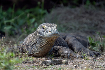 Komodo dragon sunning herself