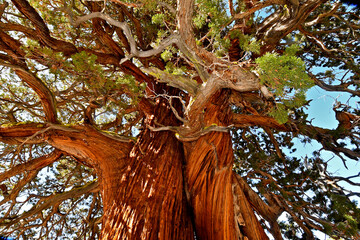 View up 3000+ years old Bennett Juniper, Stanislaus National Forest, Tuolumne County, California