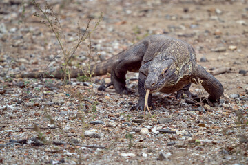 Komodo dragon on the hunt