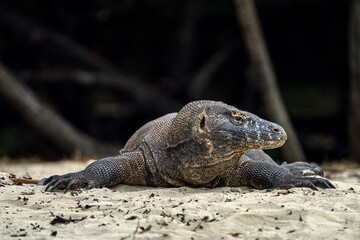 Komodo in the sun