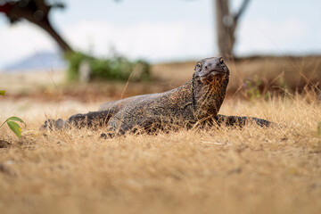 Komodo dragon warming up in the sun