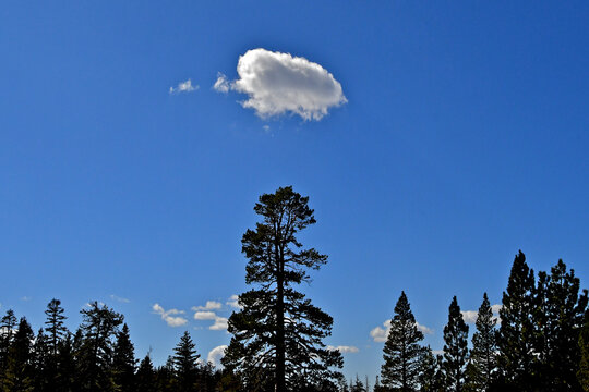 Single isolated cumulus cloud over conifer in central Sierra Nevada, California 