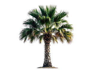 Isolated palm tree against black background. Lush green fronds, textured trunk