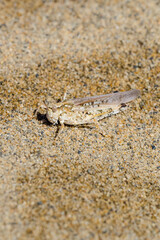 砂浜に生息するヤマトマダラバッタ 鳥取県 鳥取砂丘