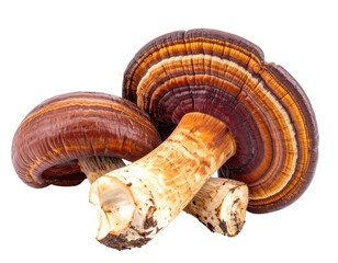 Two Reishi Mushrooms Close Up