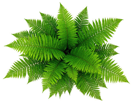 Overhead view of a lush fern