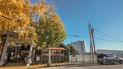 Torii Gate With Autumn Yellow Leaves in Japan Dec 7 2024