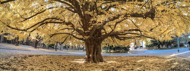 Iconic Yellow Tree at the University of Tokyo Japan Dec 7 2024