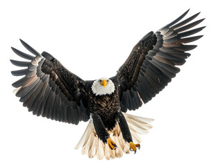Fototapeta premium Powerful eagle in flight