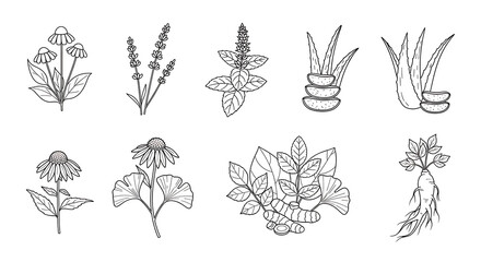 Line art illustration featuring various medicinal plants including echinacea, lavender, basil, aloe vera, ginkgo, turmeric, and ginseng.