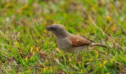 Grey headed sparrow in Rwanda