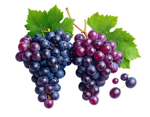 Fototapeta premium Close-up of two bunches of dark purple grapes with vibrant green leaves