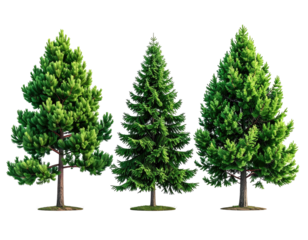 Three coniferous trees against black
