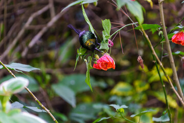 Variable Sunbird Cinnyris venustus in bright red bushes in Rwanda.