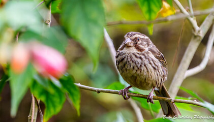 streaky seed-eater or Crithagra striolata on hibiscus tree in Rwanda