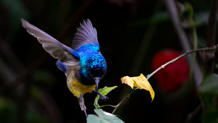 Variable Sunbird or Cinnyris venustus in flowering bush