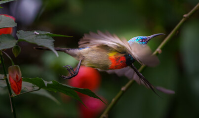 Red-chested Sunbird or 
Cinnyris erythrocercus flitting in flowering shrub seeking nectar laden flowers
