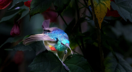Red-chested Sunbird or 
Cinnyris erythrocercus flitting in flowering shrub seeking nectar laden flowers