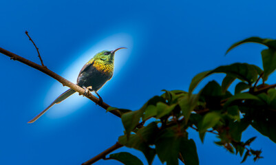 Bronze Sunbird or 
Nectarinia kilimensis highlighted against blue sky