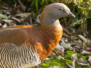 Ouette à tête grise