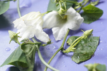 Coccinia indica flower is small, white, star-shaped with delicate petals, blooming beautifully among green vines, symbolizing purity and freshness