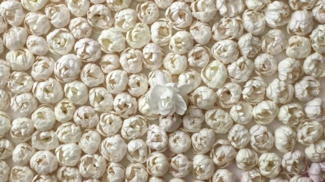 A fresh white jasmine flower falls among a large jasmine bush, a close-up shot of the flowers, a beautiful picture

