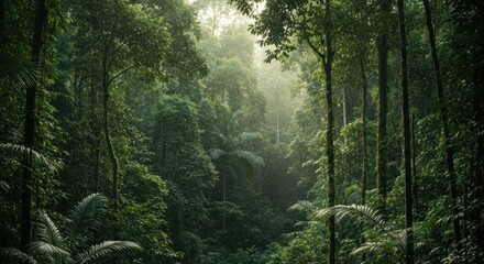 Obraz premium Lush rainforest canopy. Sunlight filters through dense foliage