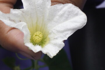 Coccinia indica flower is small, white, star-shaped with delicate petals, blooming beautifully among green vines, symbolizing purity and freshness
