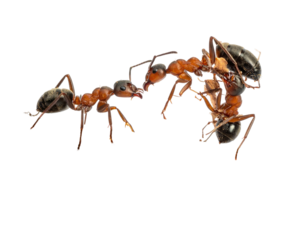 Two ants interacting close-up