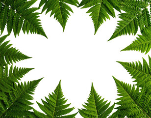 Fern leaf frame, dark center